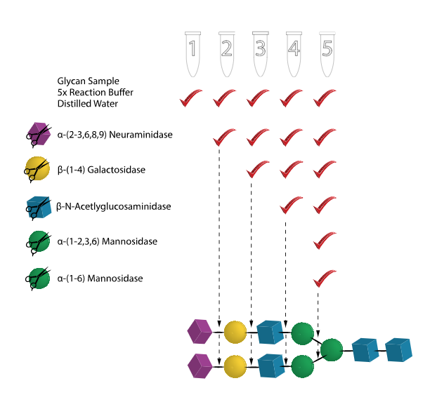 Glycan Sequencing Kit
