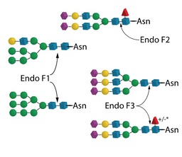 [E489822-1kit] Endo F Multi-Kit